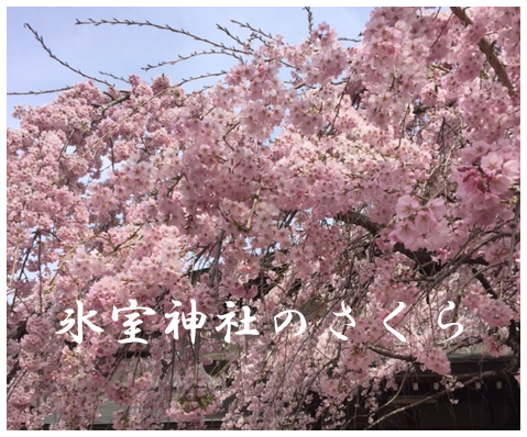 氷室神社の桜.png